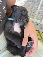 Light Blue AKC, a male Great Dane for sale in Camp Verde, AZ – Photo 4 of 9