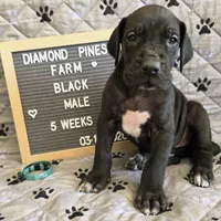 Light Blue AKC, a male Great Dane for sale in Camp Verde, AZ – Photo 1 of 9