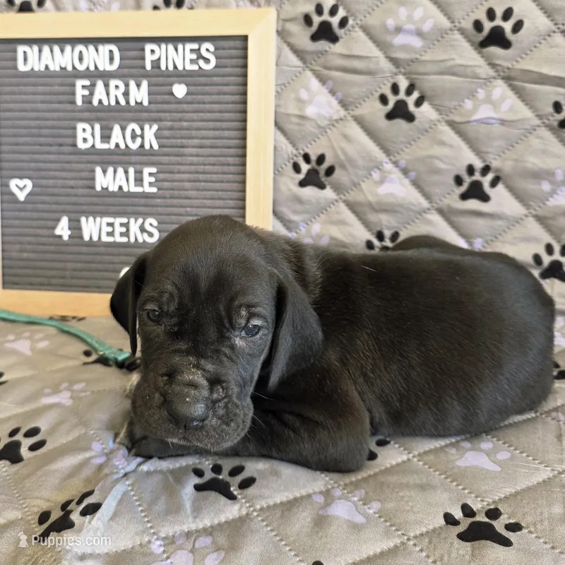 Light Blue  – Great Dane puppy for sale in Camp Verde, AZ