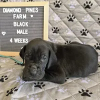 Light Blue AKC, a male Great Dane for sale in Camp Verde, AZ – Photo 3 of 9