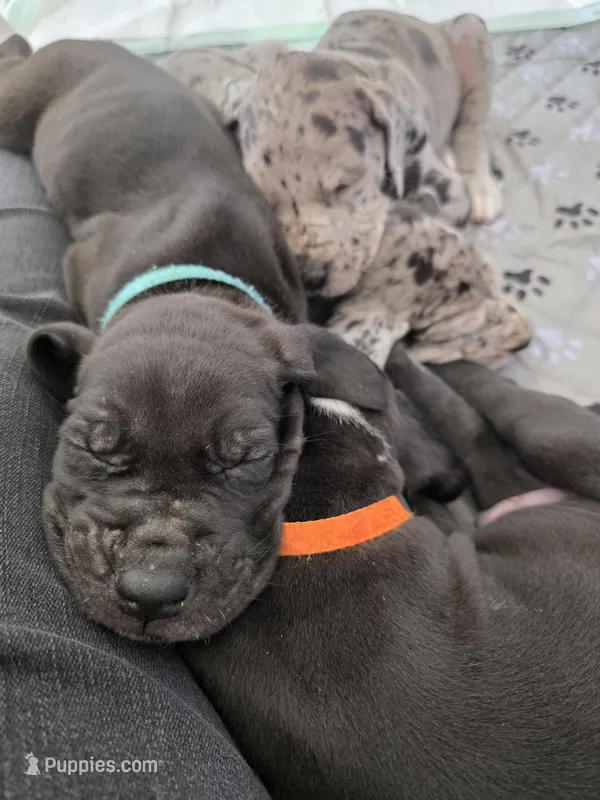 Light Blue  – Great Dane puppy for sale in Camp Verde, AZ