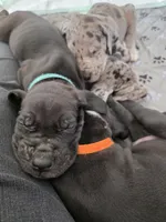 Light Blue AKC, a male Great Dane for sale in Camp Verde, AZ – Photo 2 of 9