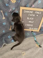 Light Blue AKC, a male Great Dane for sale in Camp Verde, AZ – Photo 8 of 9