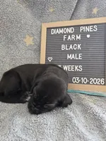 Light Blue AKC, a male Great Dane for sale in Camp Verde, AZ – Photo 9 of 9