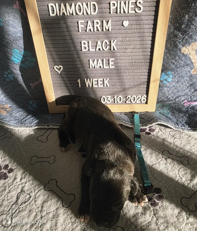 Light Blue  – Great Dane puppy for sale in Camp Verde, AZ