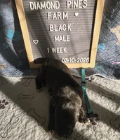 Light Blue AKC, a male Great Dane for sale in Camp Verde, AZ – Photo 7 of 9