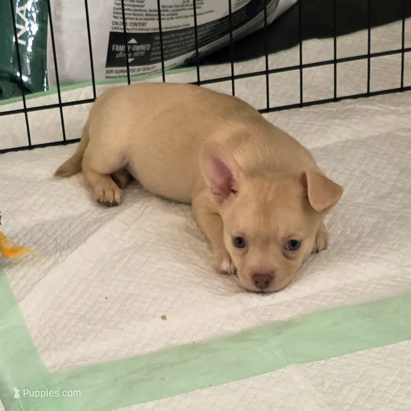 Baby Boy *minimal merle* – Chihuahua puppy for sale in Camp Verde, AZ