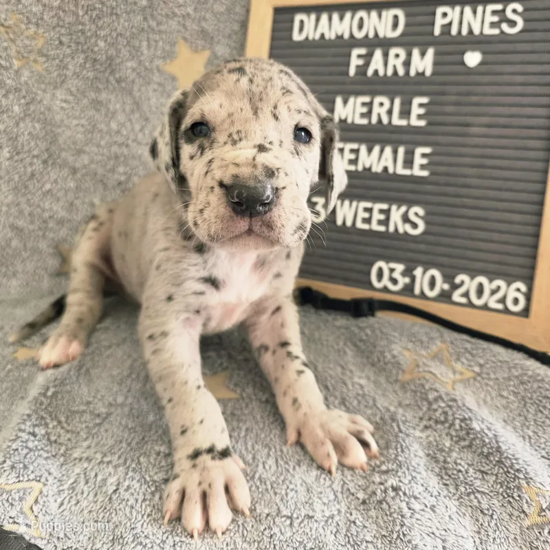 Navy Blue – Great Dane puppy for sale in Camp Verde, AZ