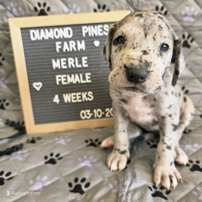 Navy Blue – Great Dane puppy on hold in Camp Verde, AZ