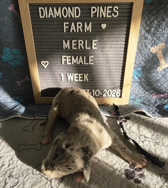 Navy Blue – Great Dane puppy for sale in Camp Verde, AZ