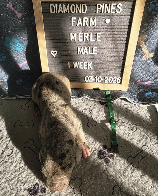 Green – Great Dane puppy for sale in Camp Verde, AZ