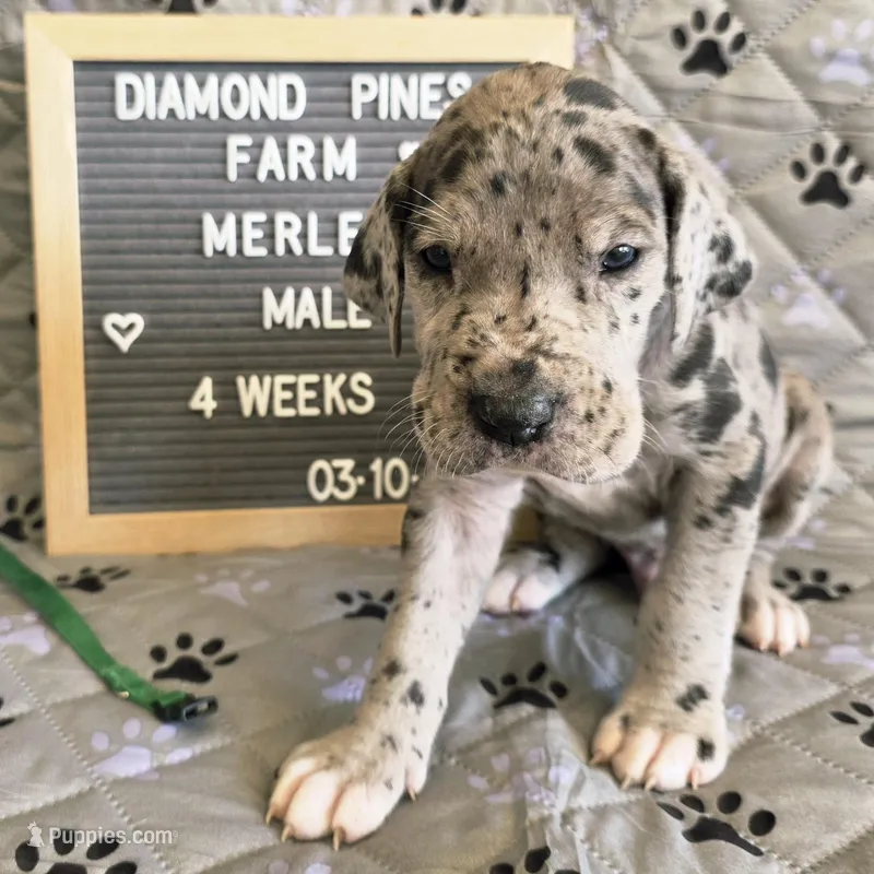 Green – Great Dane puppy for sale in Camp Verde, AZ