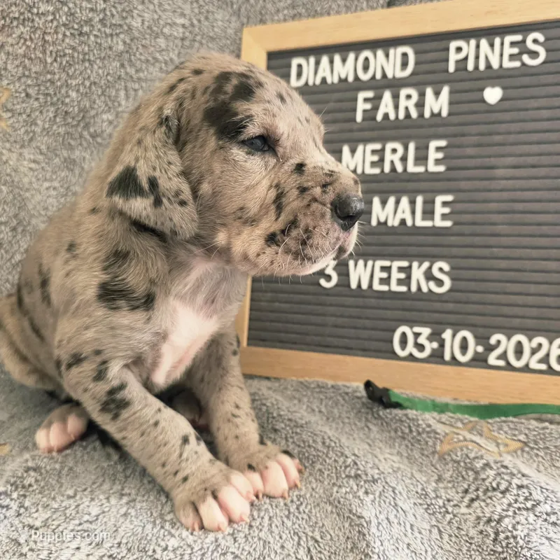 Green – Great Dane puppy for sale in Camp Verde, AZ