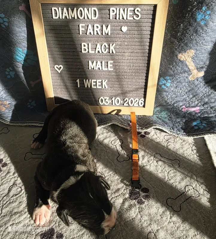 Orange – Great Dane puppy for sale in Camp Verde, AZ