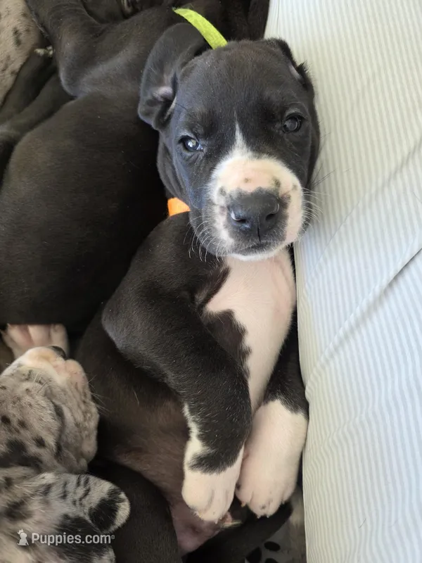 Orange – Great Dane puppy on hold in Camp Verde, AZ