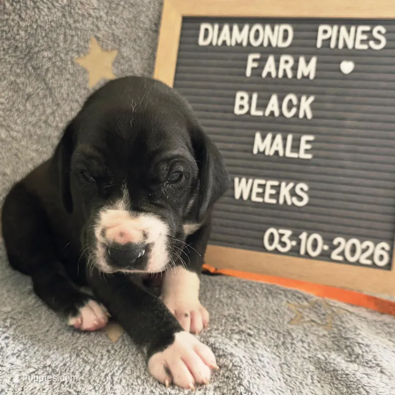 Orange – Great Dane puppy for sale in Camp Verde, AZ