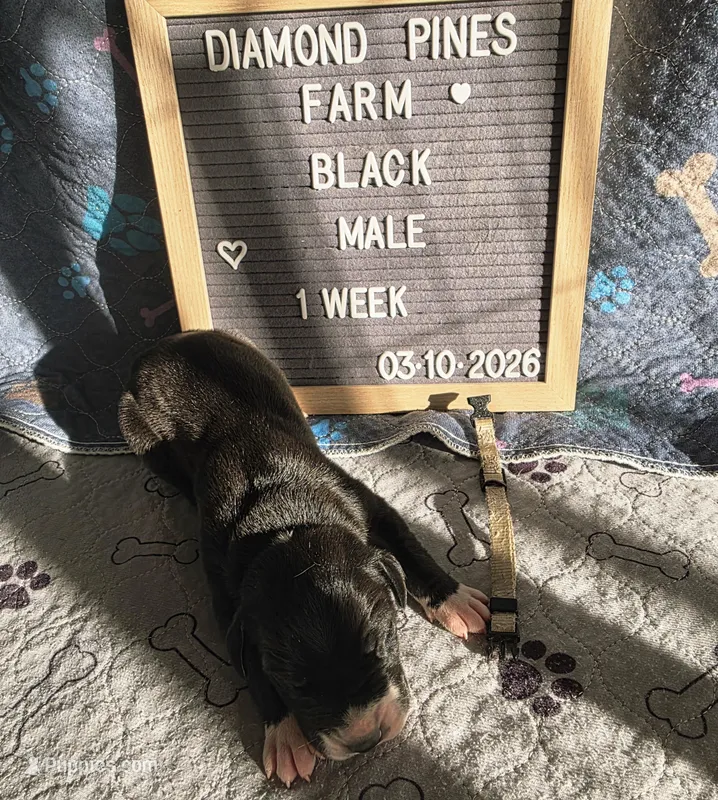 Tan – Great Dane puppy for sale in Camp Verde, AZ