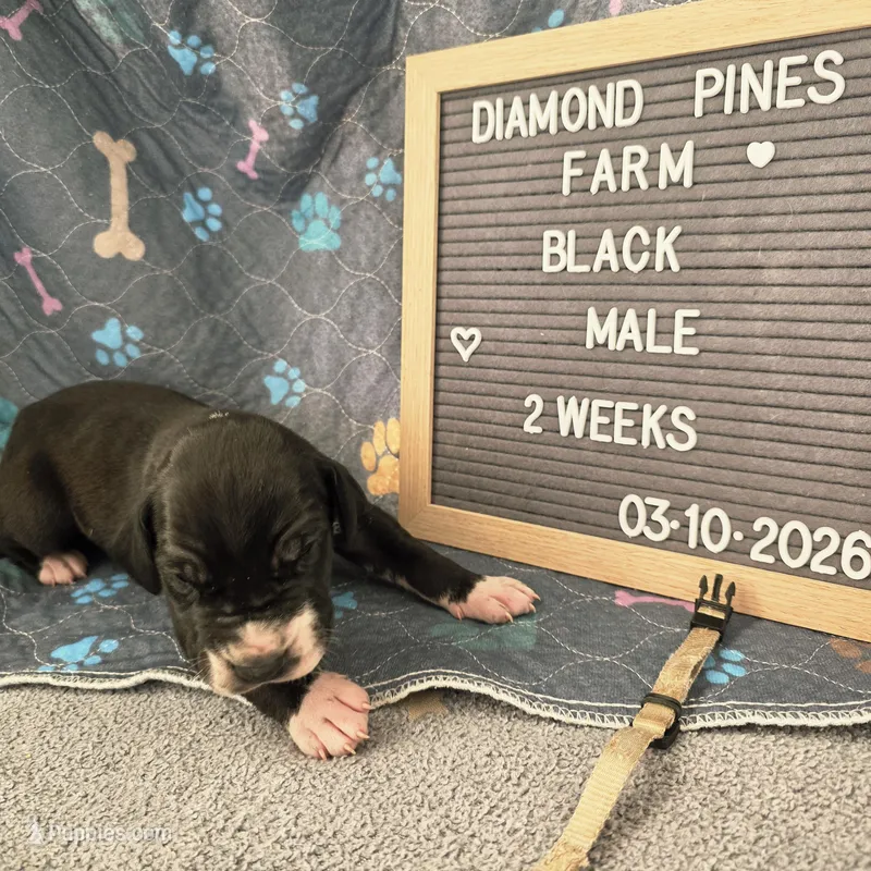 Tan – Great Dane puppy on hold in Camp Verde, AZ