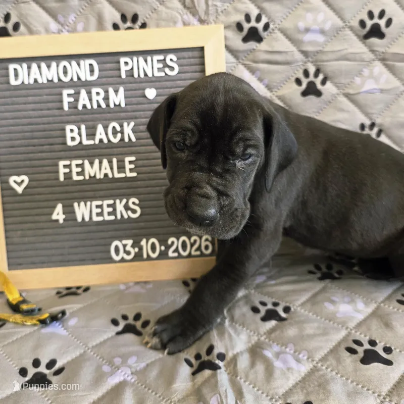 Yellow – Great Dane puppy for sale in Camp Verde, AZ