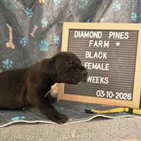 Yellow AKC, a female Great Dane for sale in Camp Verde, AZ – Photo 7 of 9