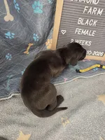 Yellow AKC, a female Great Dane for sale in Camp Verde, AZ – Photo 9 of 9