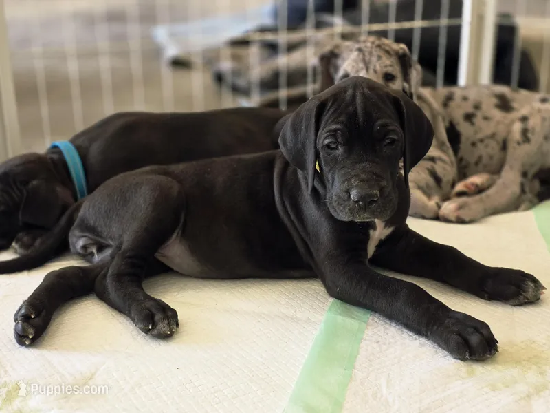 Yellow AKC – Great Dane puppy for sale in Camp Verde, AZ