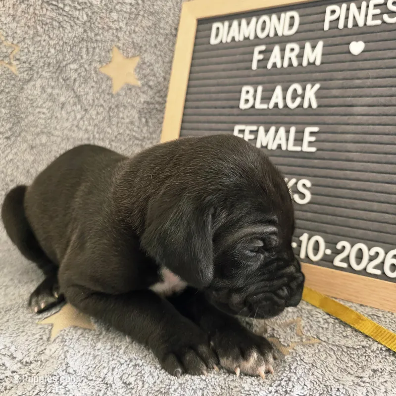 Yellow – Great Dane puppy for sale in Camp Verde, AZ