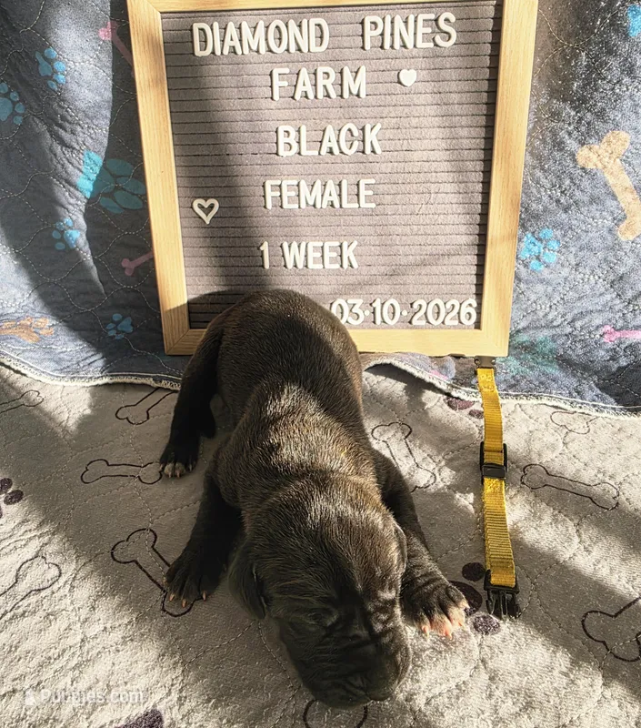 Yellow – Great Dane puppy for sale in Camp Verde, AZ