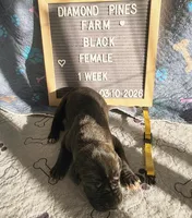 Yellow AKC, a female Great Dane for sale in Camp Verde, AZ – Photo 8 of 9