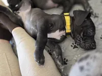 Yellow AKC, a female Great Dane for sale in Camp Verde, AZ – Photo 2 of 9