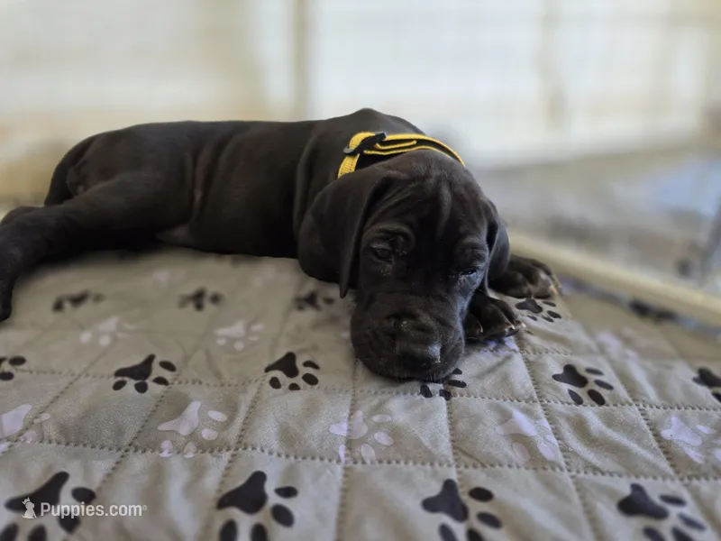 Yellow AKC – Great Dane puppy for sale in Camp Verde, AZ