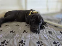 Yellow AKC, a female Great Dane for sale in Camp Verde, AZ – Photo 1 of 9