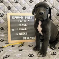 Yellow AKC, a female Great Dane for sale in Camp Verde, AZ – Photo 3 of 9