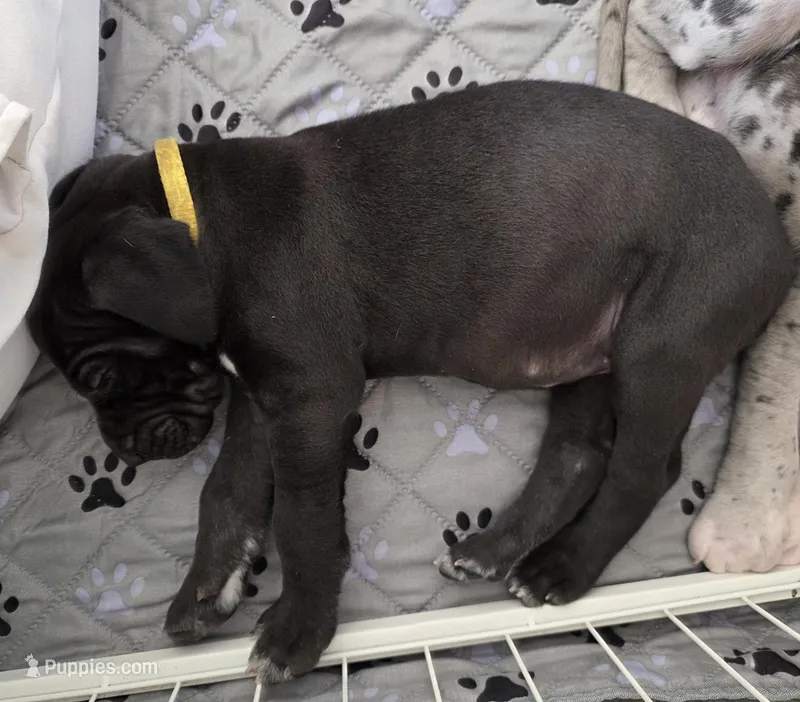 Yellow – Great Dane puppy for sale in Camp Verde, AZ