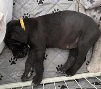 Yellow AKC, a female Great Dane for sale in Camp Verde, AZ – Photo 4 of 9