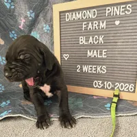 Lime Green AKC, a male Great Dane for sale in Camp Verde, AZ – Photo 7 of 8