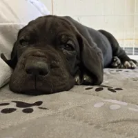 Lime Green AKC, a male Great Dane for sale in Camp Verde, AZ – Photo 3 of 8