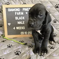 Lime Green AKC, a male Great Dane for sale in Camp Verde, AZ – Photo 4 of 8