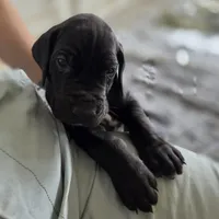 Lime Green AKC, a male Great Dane for sale in Camp Verde, AZ – Photo 2 of 8