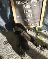 Lime Green AKC, a male Great Dane for sale in Camp Verde, AZ – Photo 8 of 8