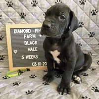 Lime Green AKC, a male Great Dane for sale in Camp Verde, AZ – Photo 1 of 8