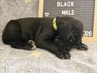 Lime Green AKC, a male Great Dane for sale in Camp Verde, AZ – Photo 6 of 8