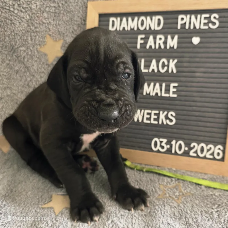 Lime Green  – Great Dane puppy for sale in Camp Verde, AZ