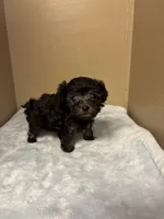 Max, a male Poodle - Toy  for sale in Murray, KY – 5 of 6
