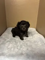 Max, a male Poodle - Toy  for sale in Murray, KY – 2 of 6