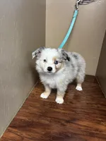 Ranger , a male Toy Australian Shepherd for sale in Murray, KY – 2 of 3