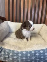 Ollie, a male Toy Australian Shepherd for sale in Murray, KY – Photo 2 of 6