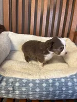 Ollie, a male Toy Australian Shepherd for sale in Murray, KY – Photo 3 of 6