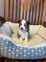 Ollie, a male Toy Australian Shepherd for sale in Murray, KY – Photo 1 of 6