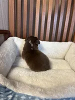 Ollie, a male Toy Australian Shepherd for sale in Murray, KY – Photo 4 of 6